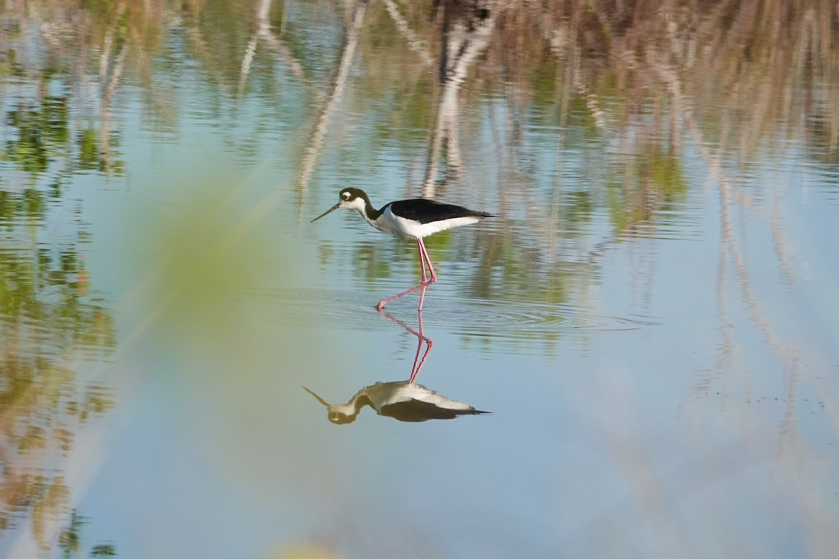 Black-necked Stilt - ML620623264