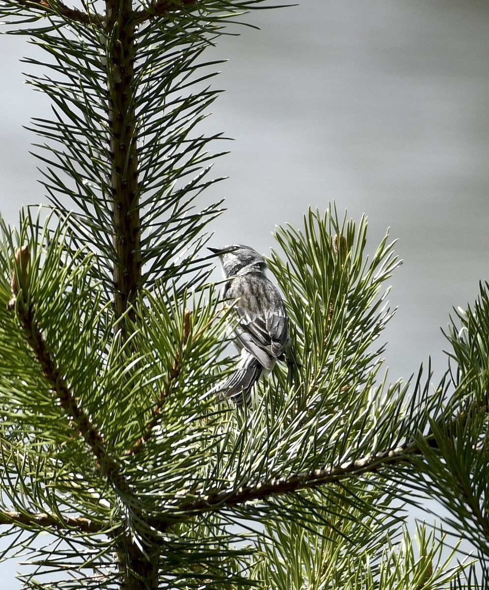 Yellow-rumped Warbler - ML620623271