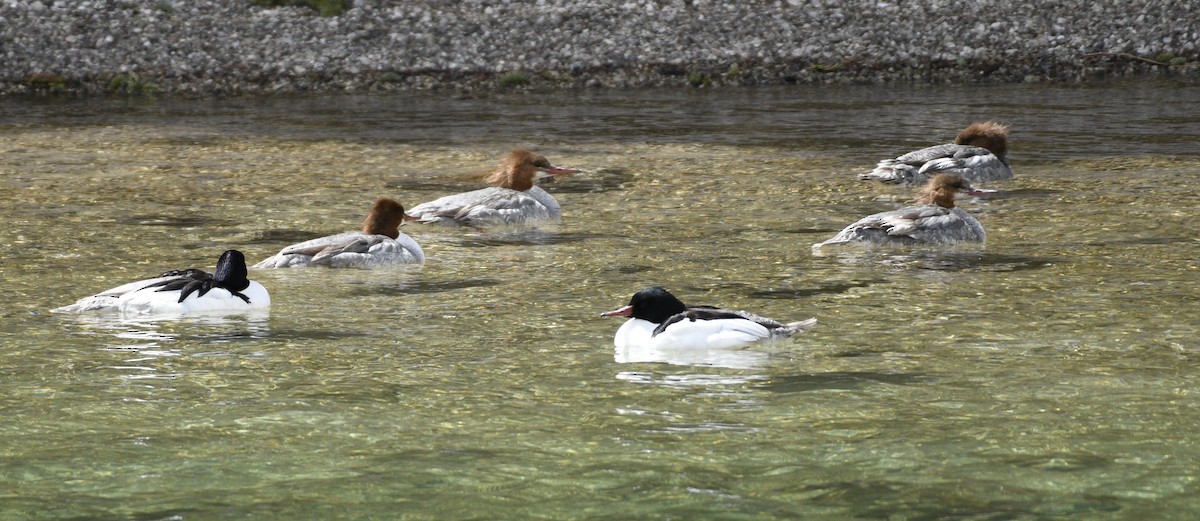 Common Merganser - ML620623275