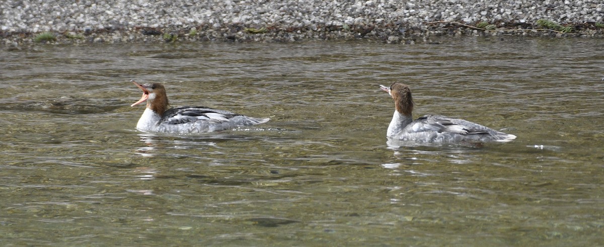 Gänsesäger - ML620623277