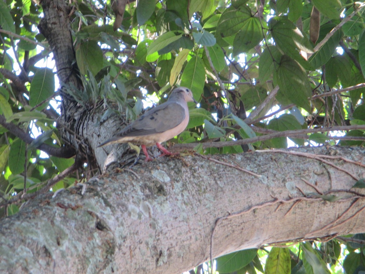 Eared Dove - ML620623278