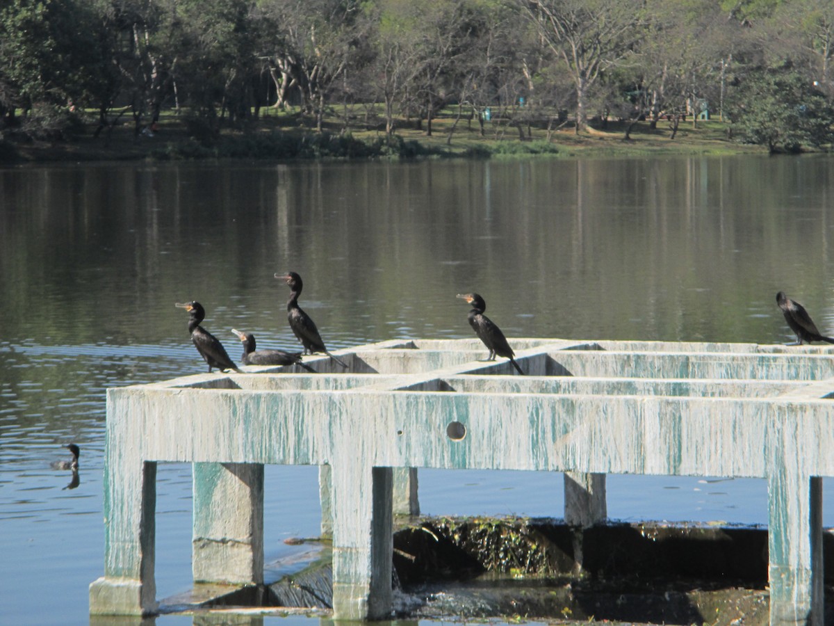 Neotropic Cormorant - Gabe LaCount