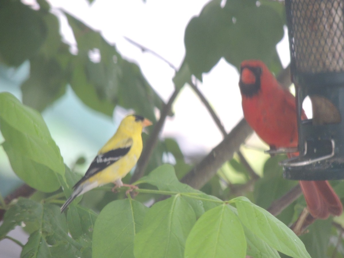 American Goldfinch - Glenn Knoblock