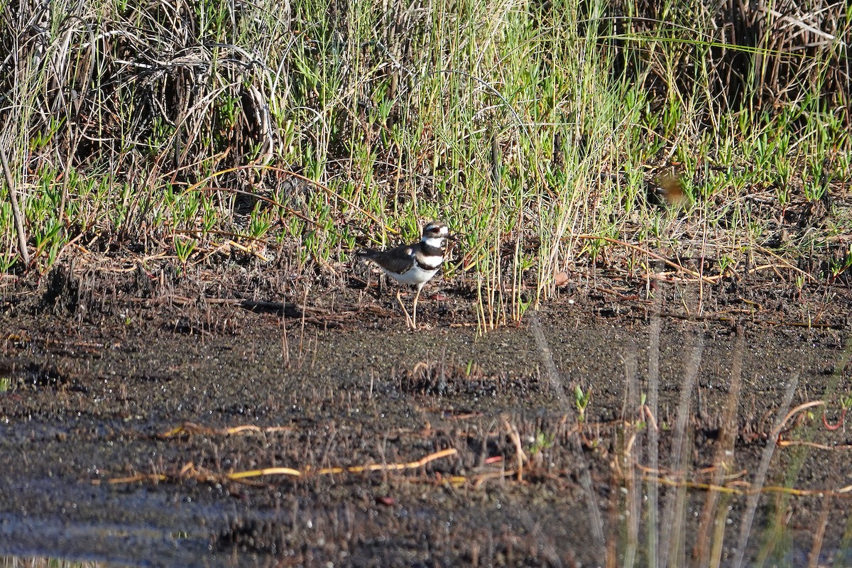 Killdeer - Michon Floreani