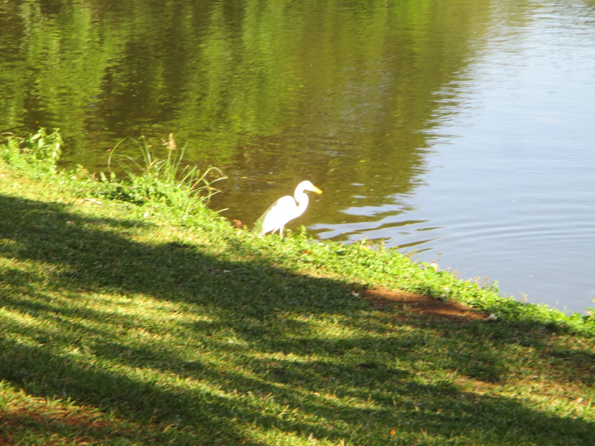 Great Egret - ML620623291