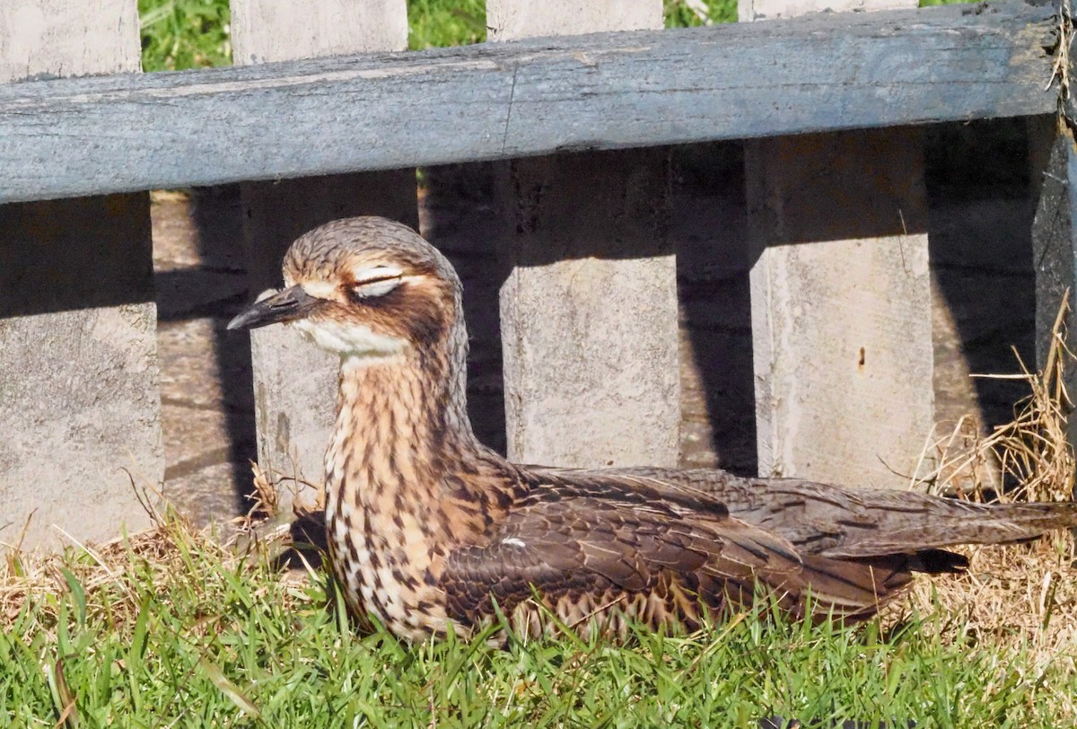 Bush Thick-knee - ML620623298