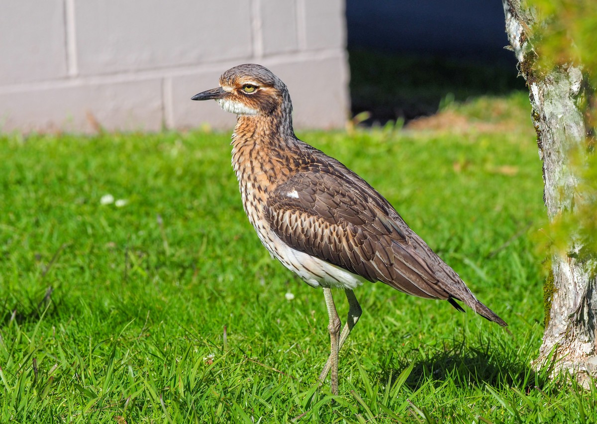 Bush Thick-knee - ML620623299