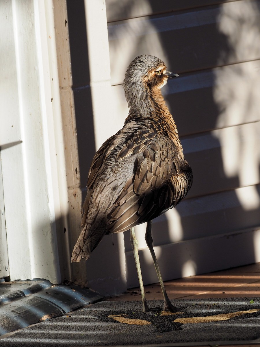 Bush Thick-knee - ML620623302