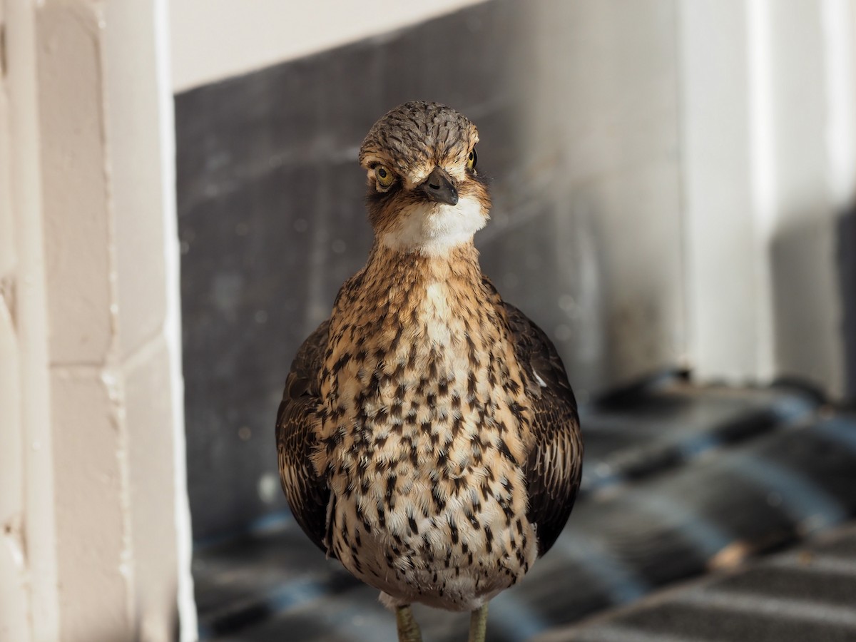 Bush Thick-knee - ML620623303