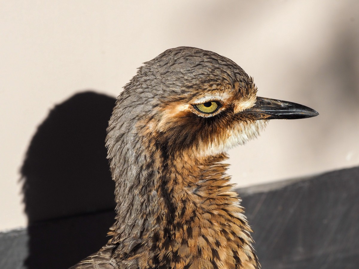 Bush Thick-knee - ML620623304