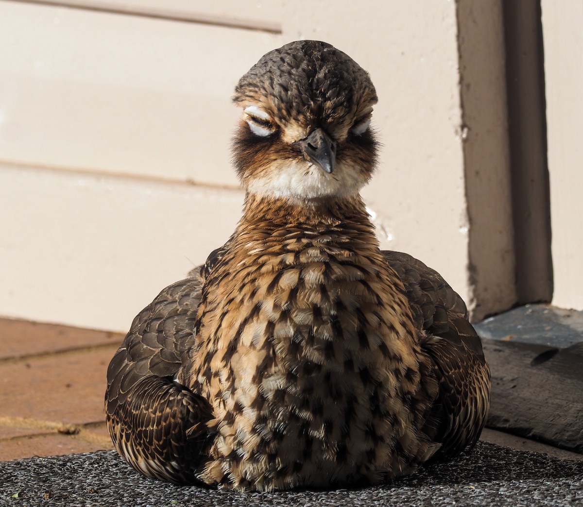 Bush Thick-knee - ML620623306