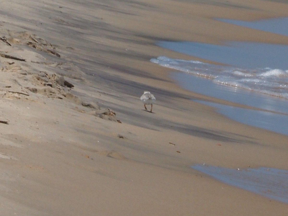 Piping Plover - ML620623309