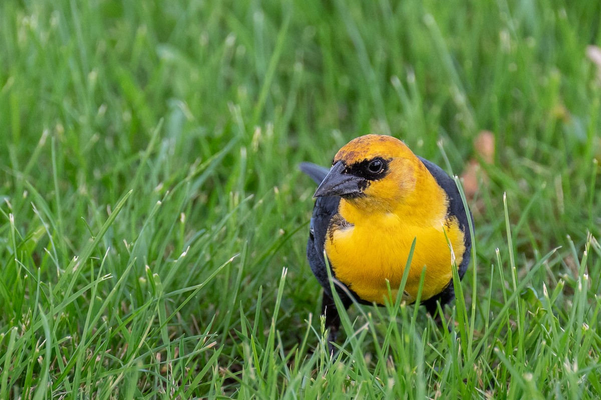 Yellow-headed Blackbird - ML620623311