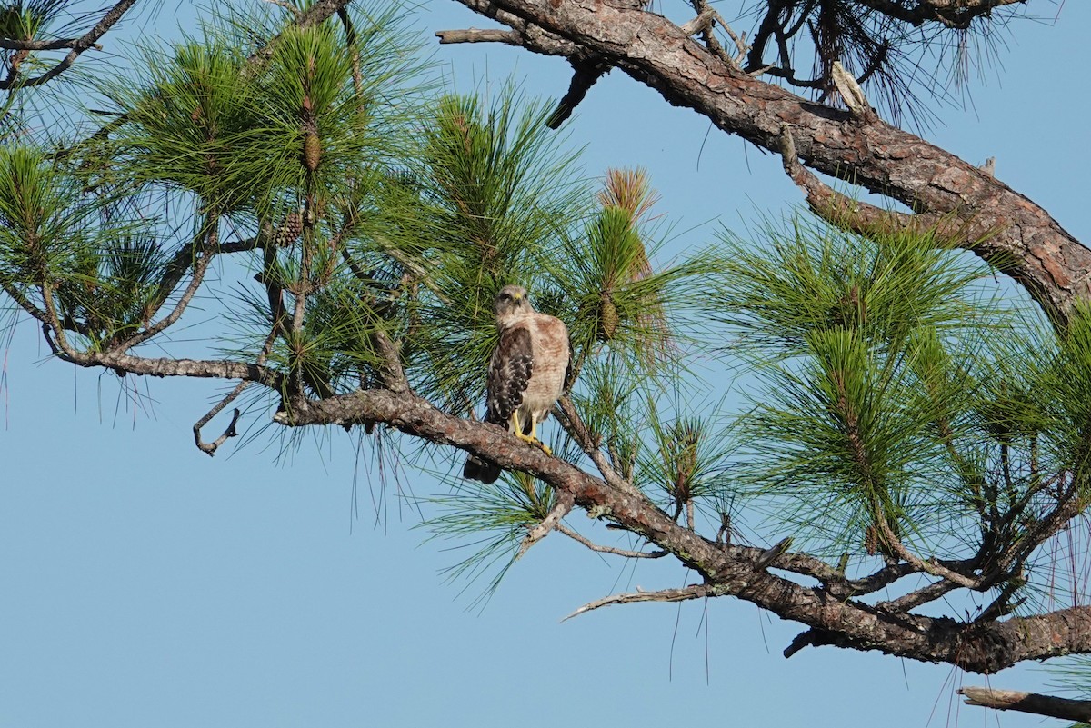 Red-shouldered Hawk - ML620623315