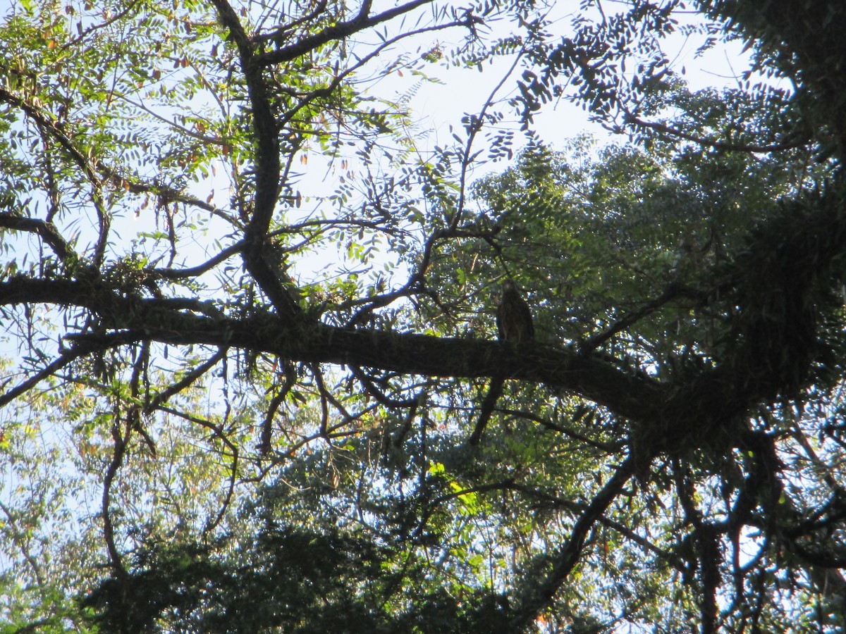 tanımsız Accipitriformes/Falconiformes sp. - ML620623319