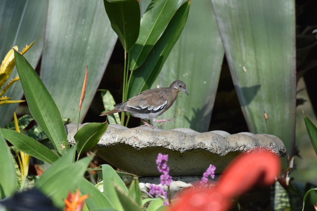 White-winged Dove - ML620623320