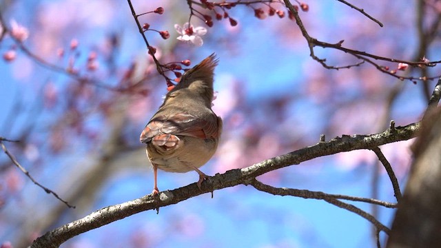 Cardinal rouge - ML620623326