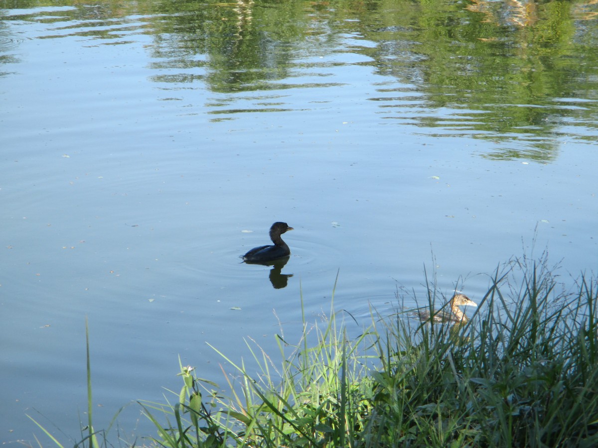 Pied-billed Grebe - ML620623333