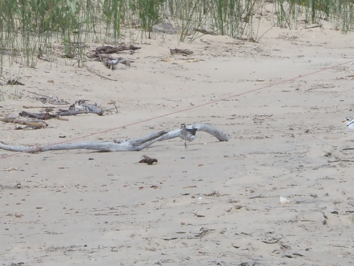 Spotted Sandpiper - ML620623334