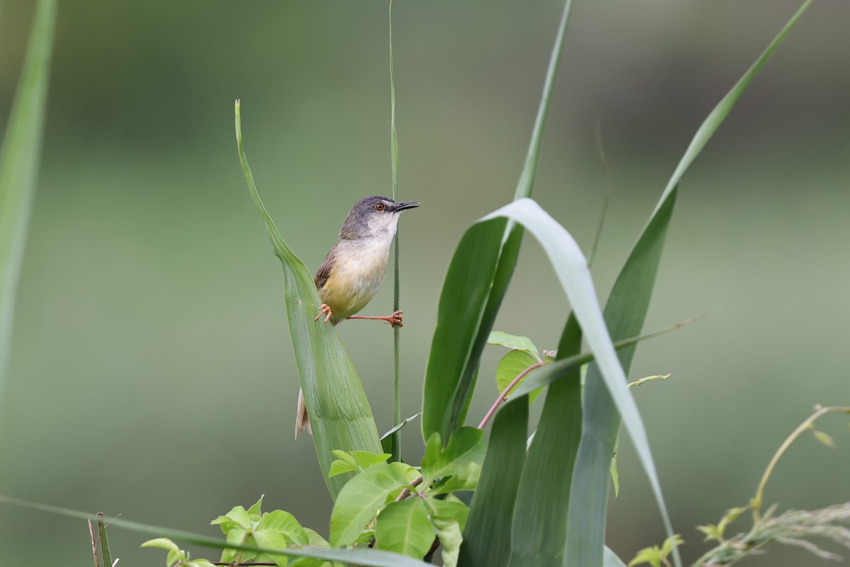 Prinia à ventre jaune - ML620623336