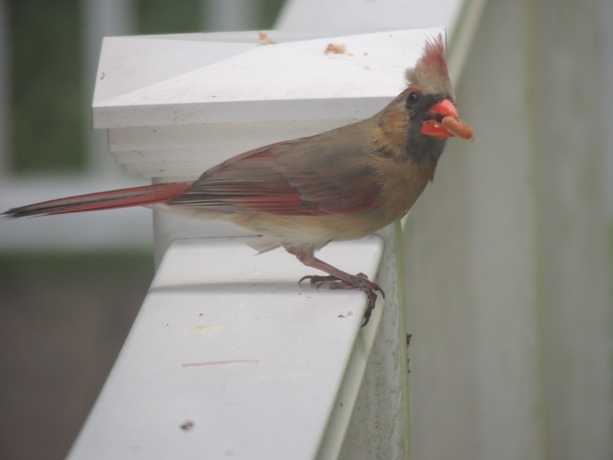 Northern Cardinal - ML620623338