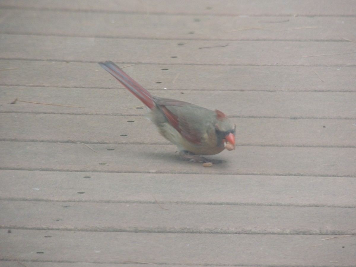 Northern Cardinal - ML620623339