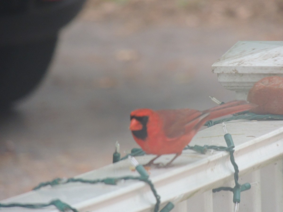 Northern Cardinal - ML620623340