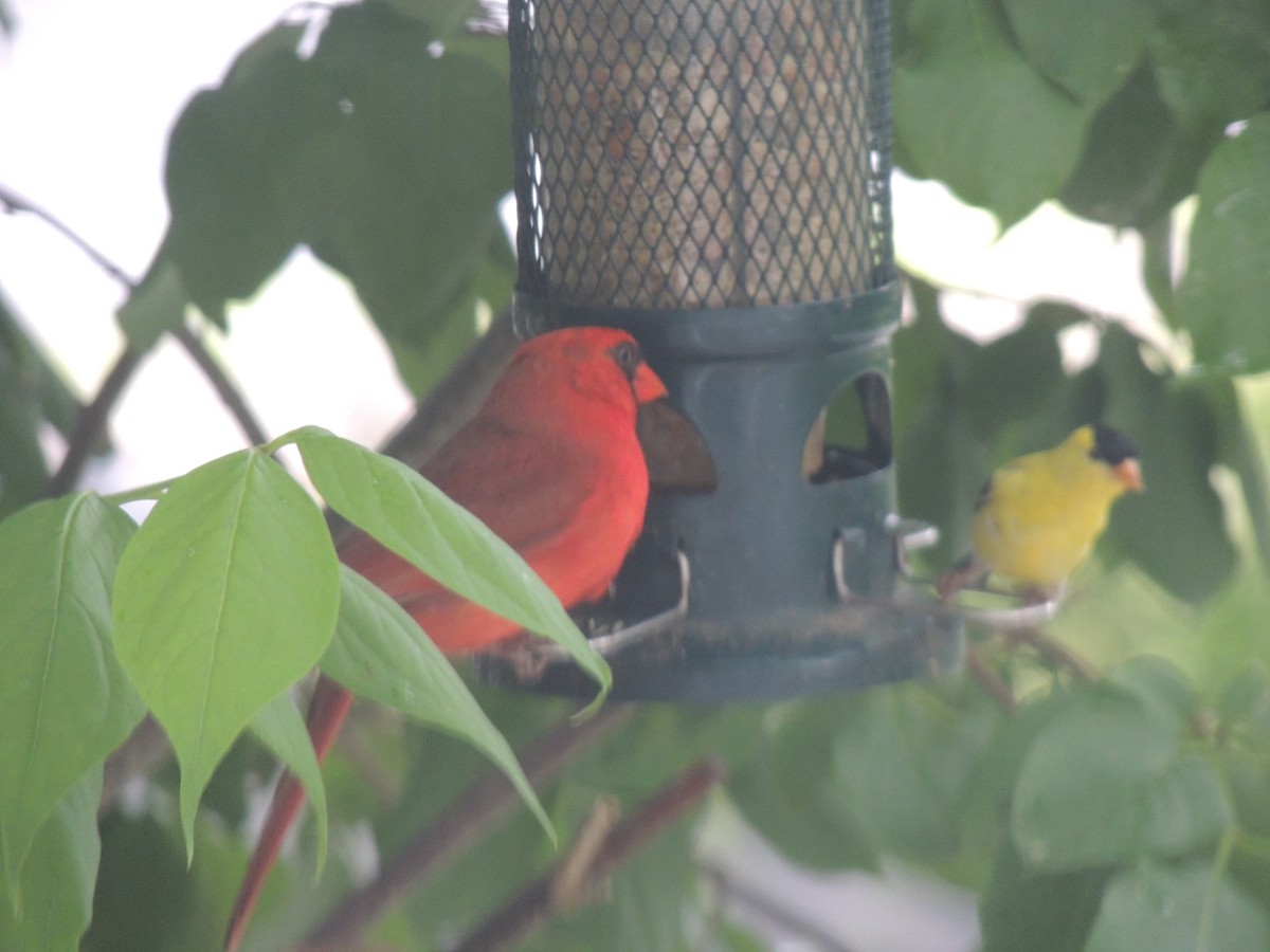 Northern Cardinal - ML620623341