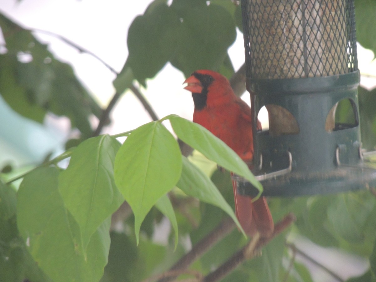 Northern Cardinal - ML620623342