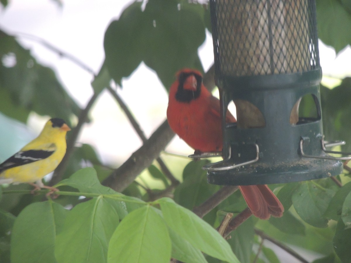 Northern Cardinal - ML620623343