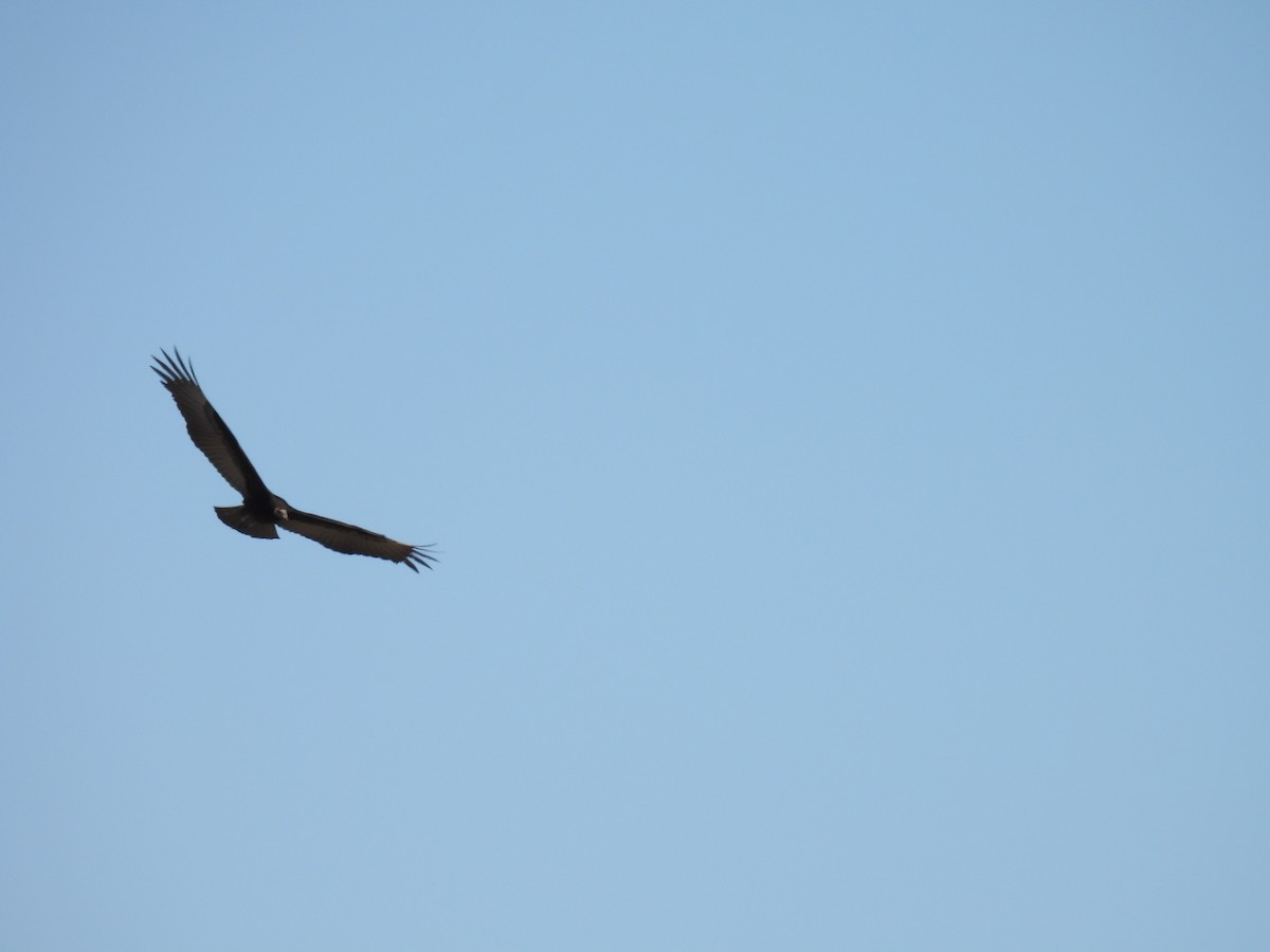 Lesser Yellow-headed Vulture - ML620623347