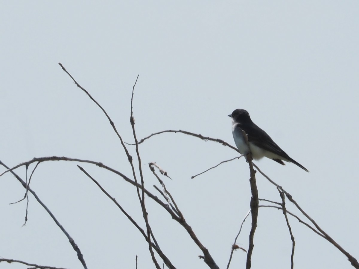 Eastern Kingbird - ML620623348