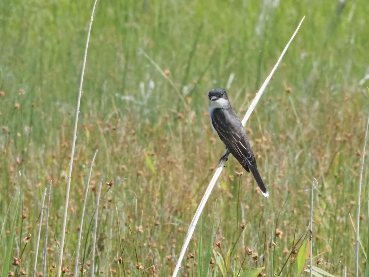 Eastern Kingbird - ML620623349