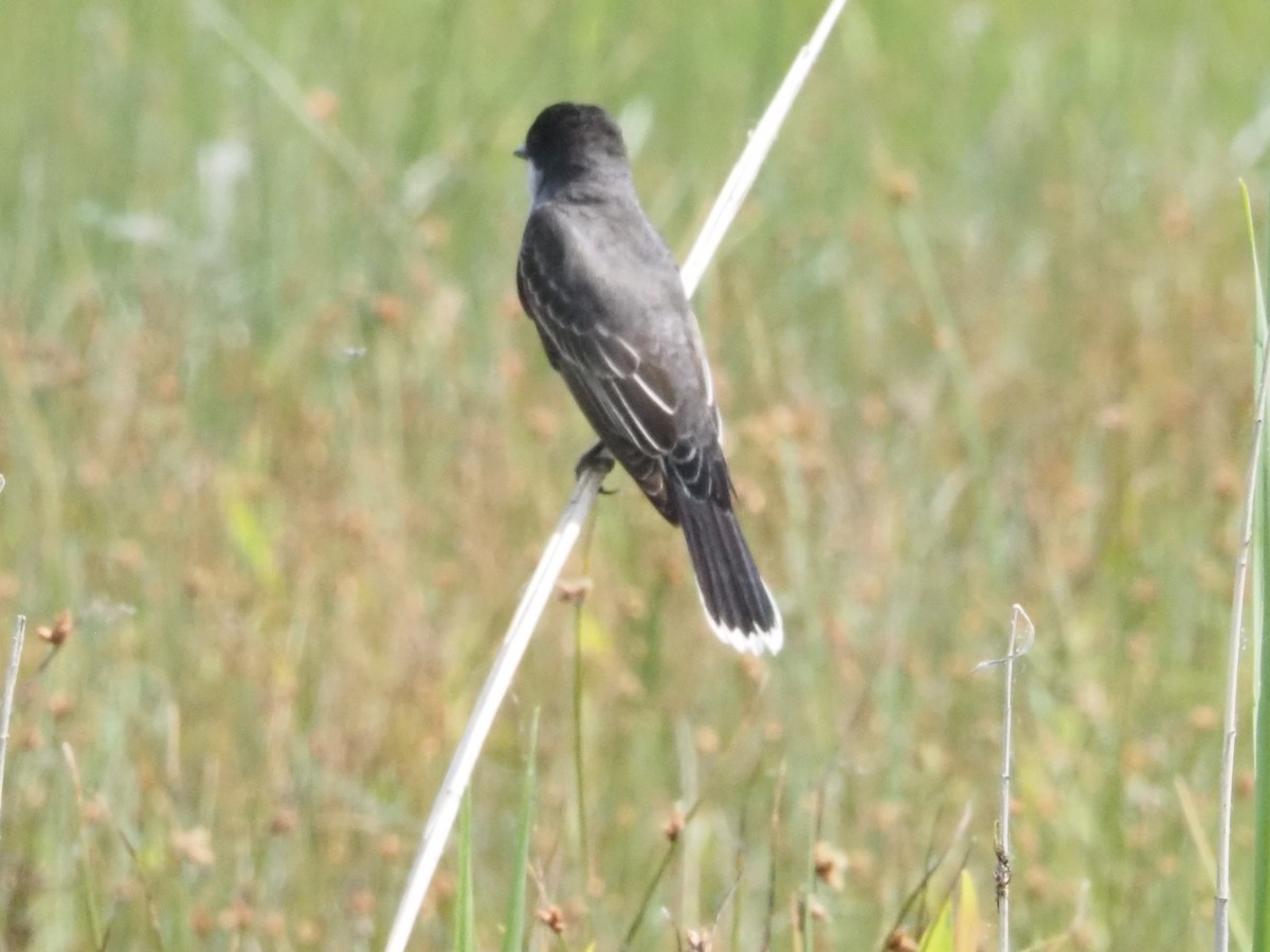 Eastern Kingbird - ML620623350