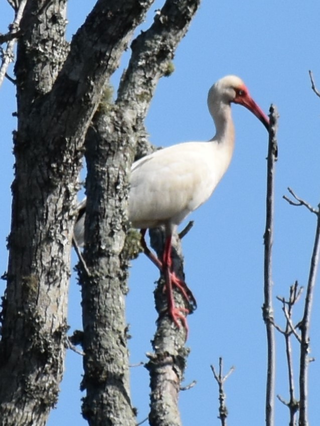 White Ibis - ML620623354