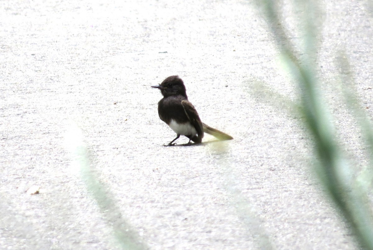 Black Phoebe - ML620623355