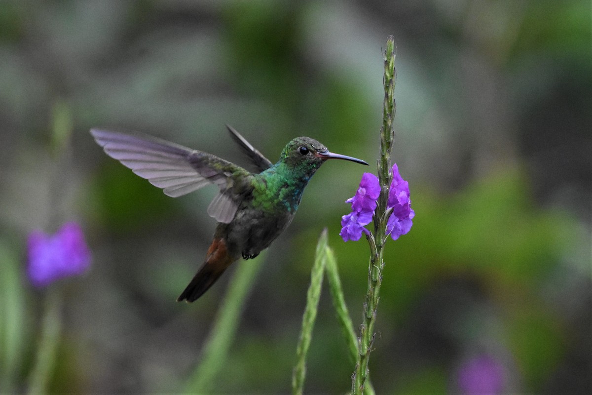 Rufous-tailed Hummingbird - ML620623356