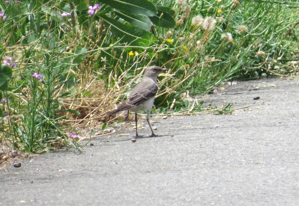 Northern Mockingbird - ML620623358