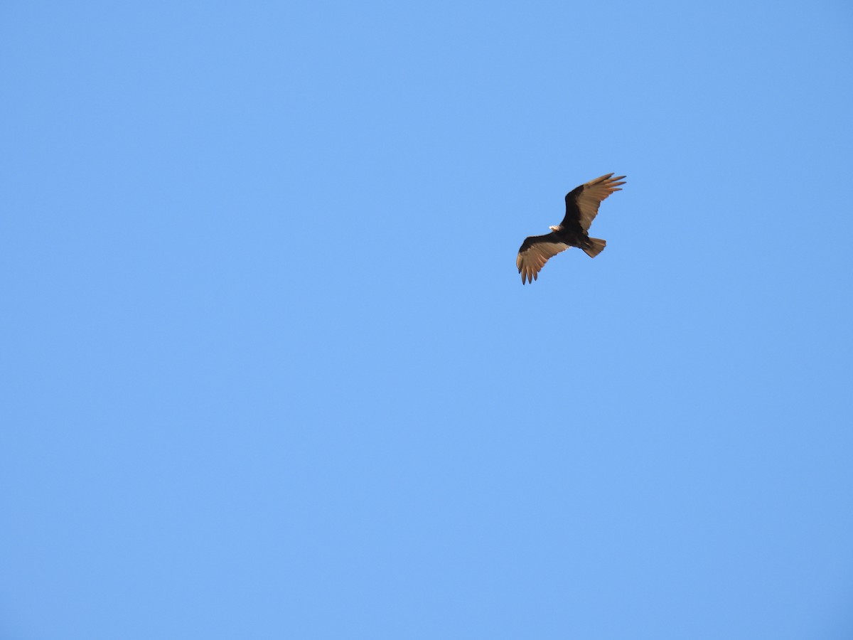 Lesser Yellow-headed Vulture - ML620623359