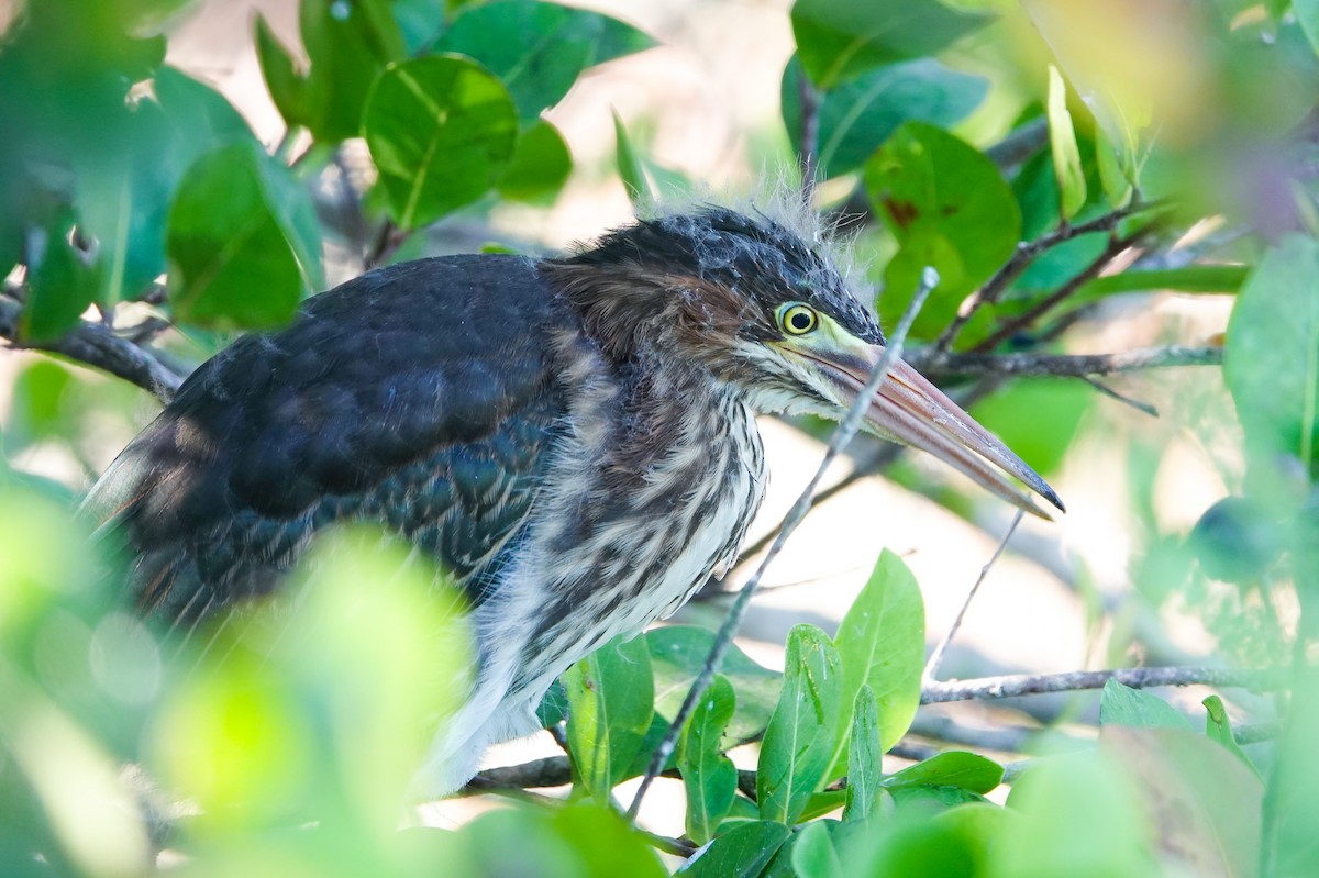 Green Heron - ML620623365