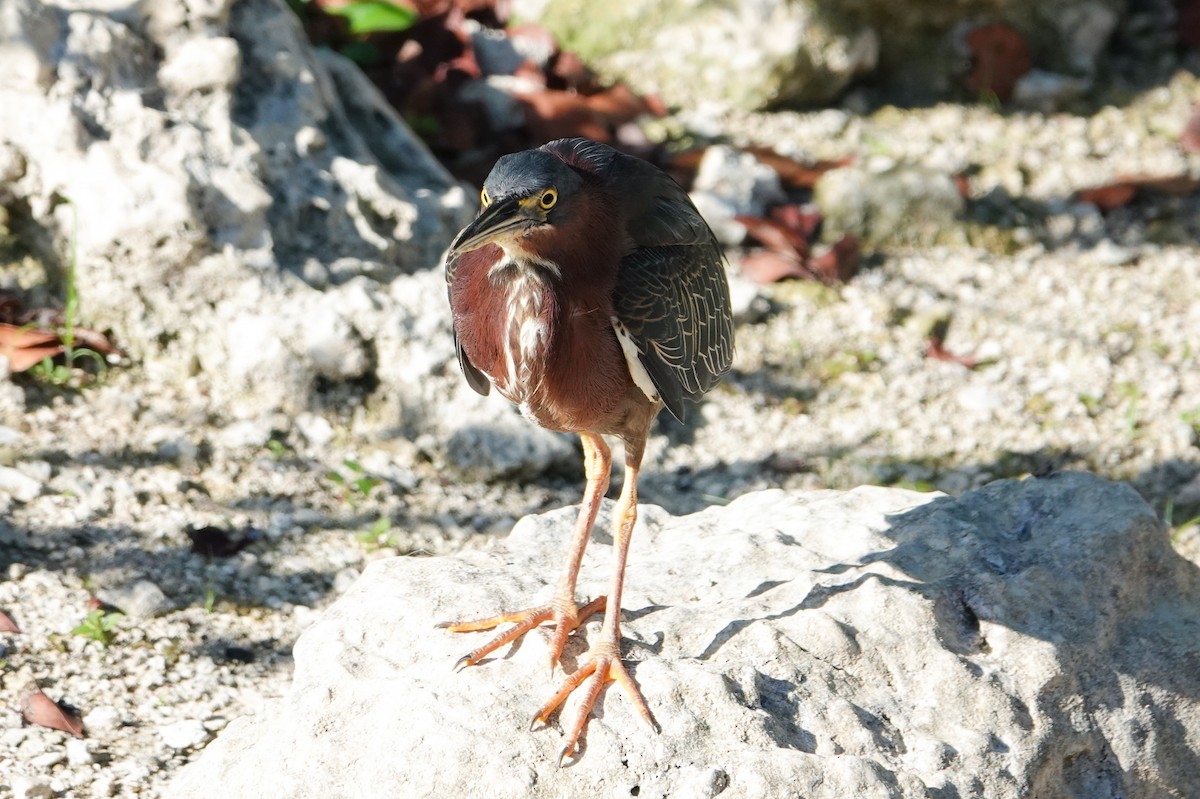 Green Heron - Michon Floreani