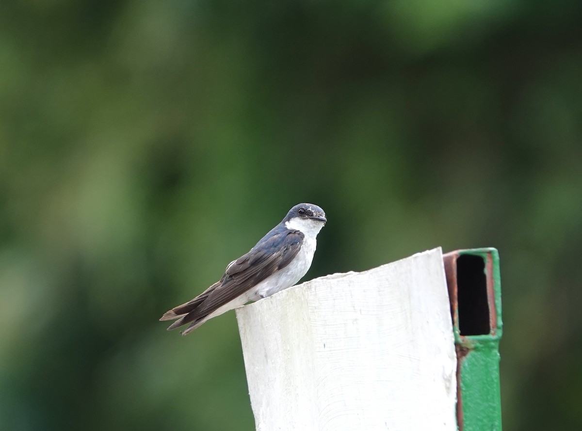 Golondrina de Manglar - ML620623368