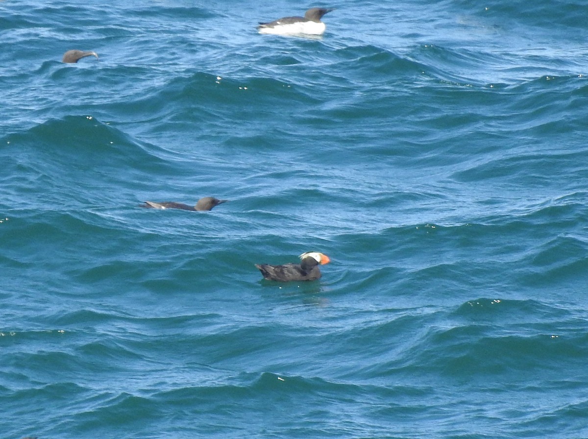 Tufted Puffin - ML620623369