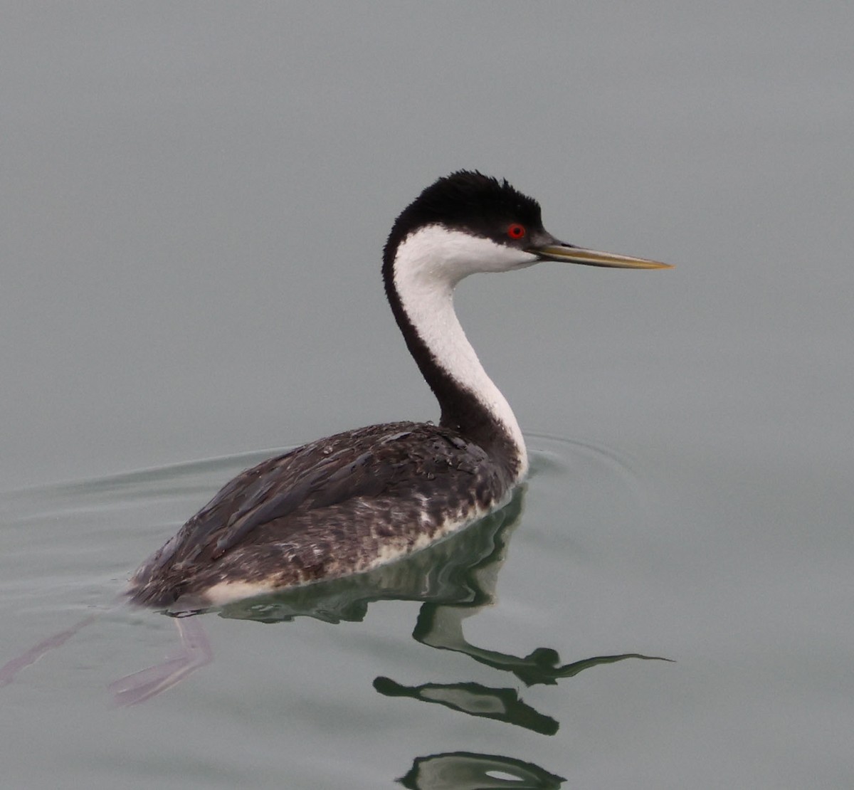 Western Grebe - ML620623373