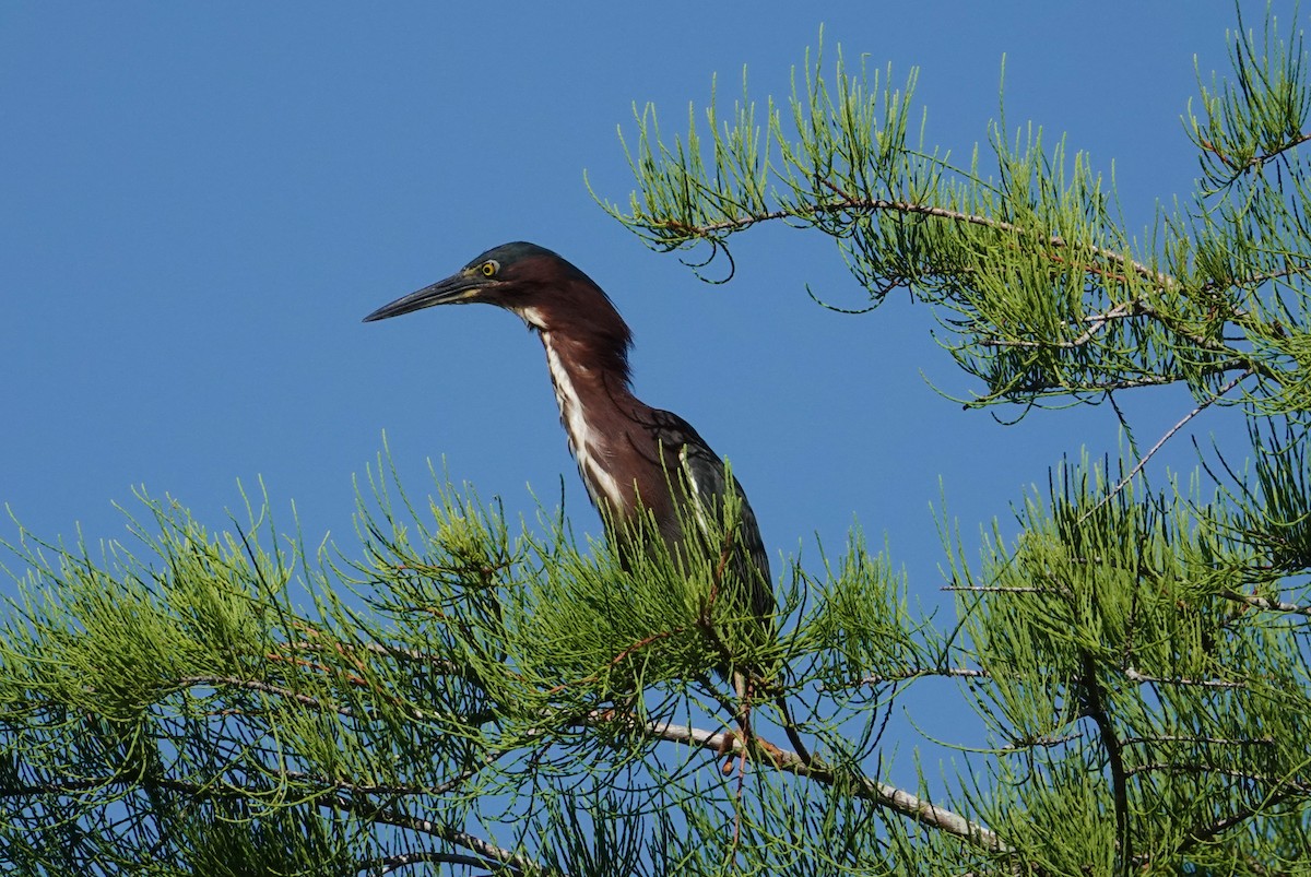 Green Heron - ML620623374