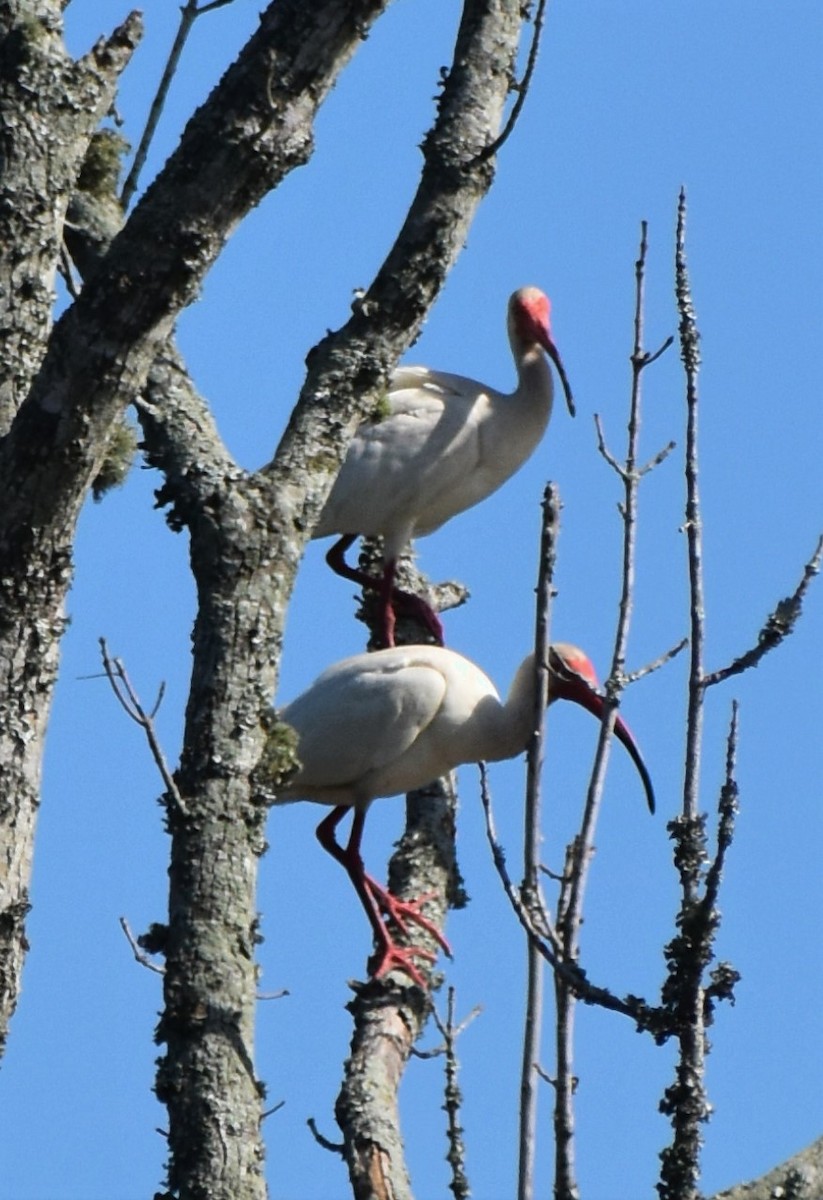 White Ibis - ML620623375