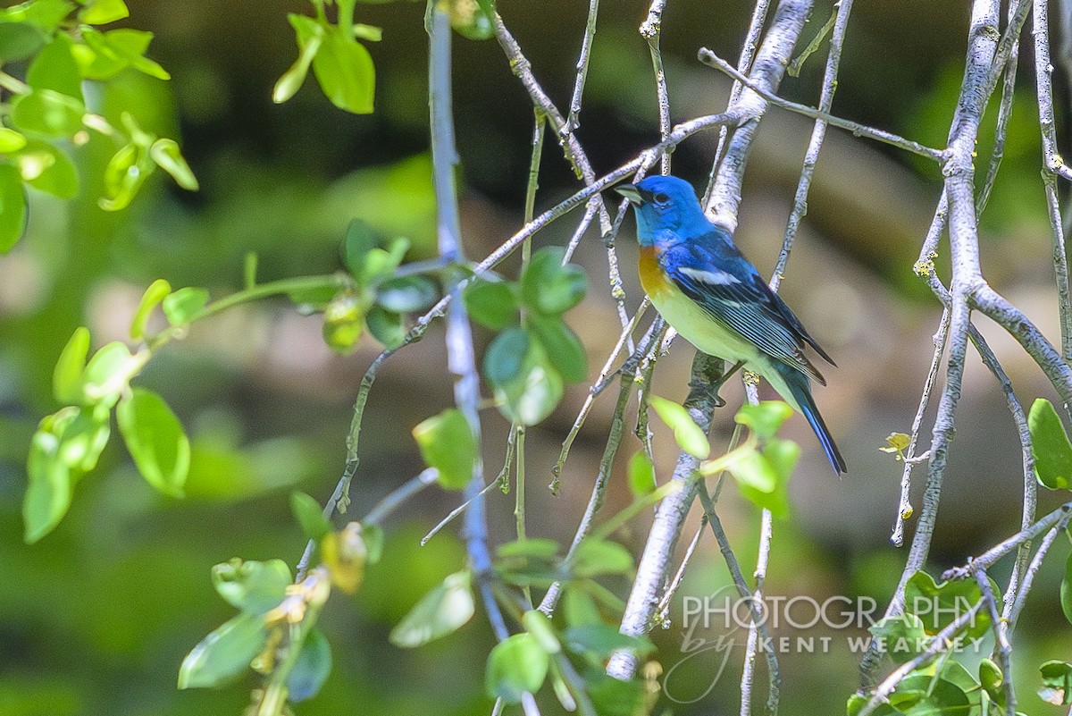 Lazuli Bunting - ML620623376