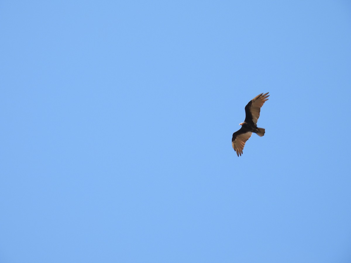 Lesser Yellow-headed Vulture - ML620623377