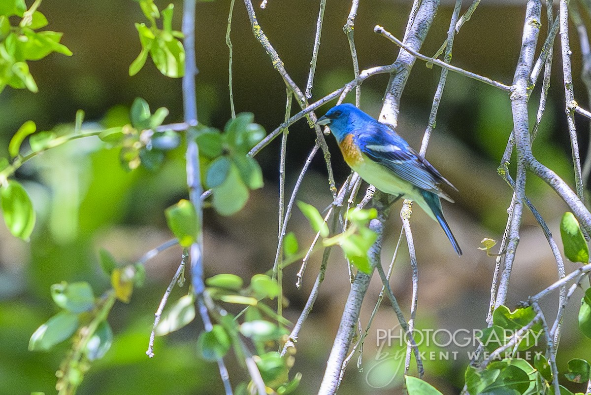 Lazuli Bunting - ML620623379