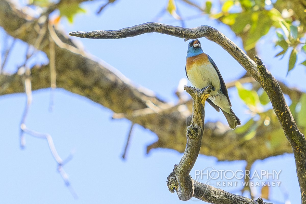 Lazuli Bunting - ML620623380